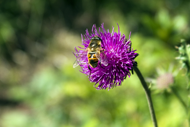 2011-08-25_09-25-23 cadore.jpg - Alpen-Distel (Carduus defloratus)